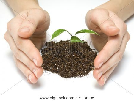 Plante