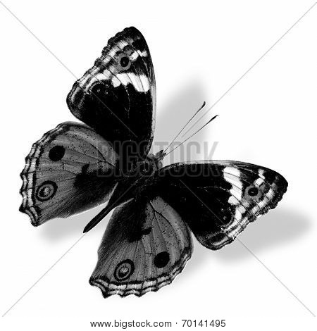 Beautiful Flying Black And White Butterfly Isolated On White Background With Soft Shadow Beneath