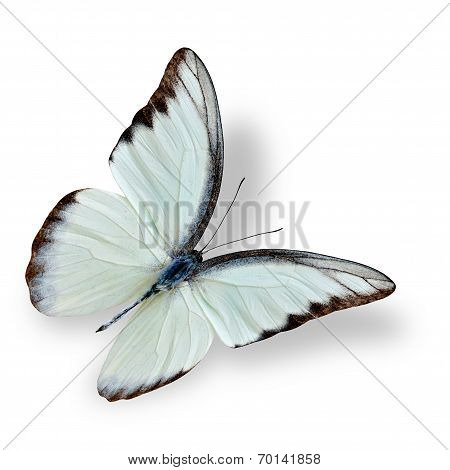 Beautiful flying white butterfly the Chocolate Albatross with soft shadow underneath