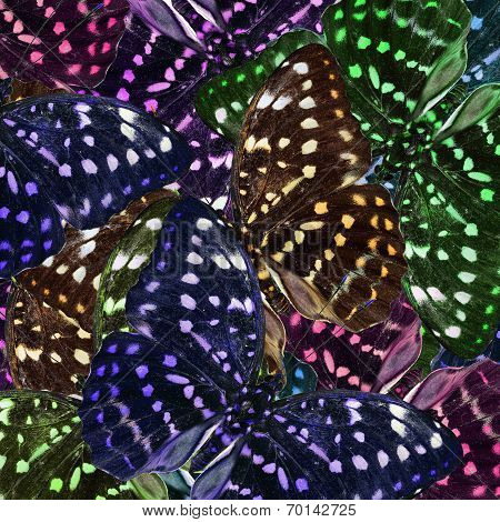 Beautiful of Colorful Background Texture of Great Archduke Butterflies