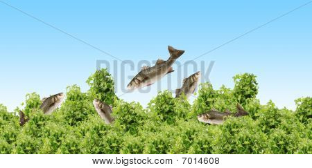 Fisch