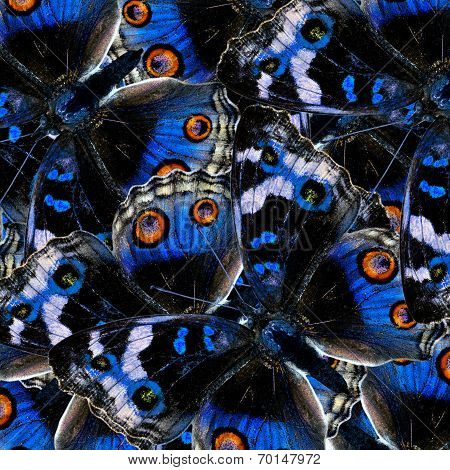 Blue Pansy Butterfly In The Greatest Blue Background Texture