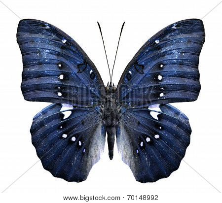 Close Up Of Blue Butterfly In Fancy Color Isolated On White Background