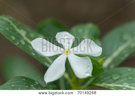 A Day In The Garden