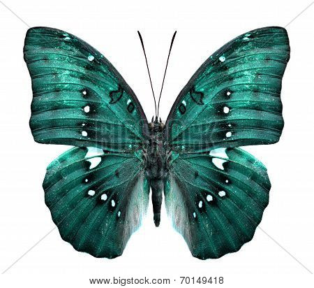 Close Up Of Green Butterfly In Fancy Color Isolated On White Background