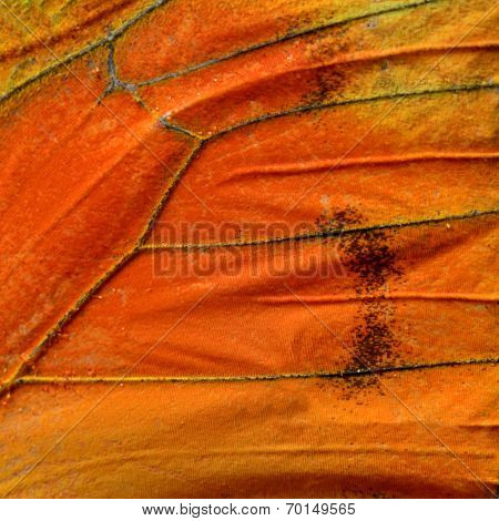 Close Up Of Orange Albatross Butterfly's Wing Skin With Very Nice In Details (appais Nero)