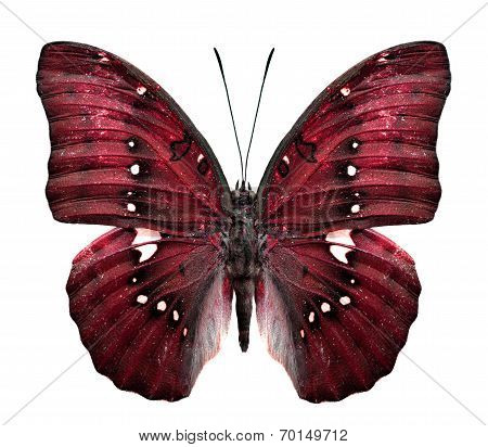 Close Up Of Red Butterfly In Fancy Color Isolated On White Background