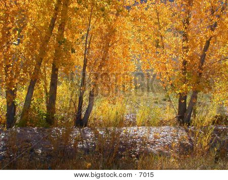 Golden Leaves