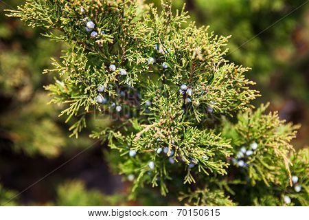 Juniper Branch With Female Cones