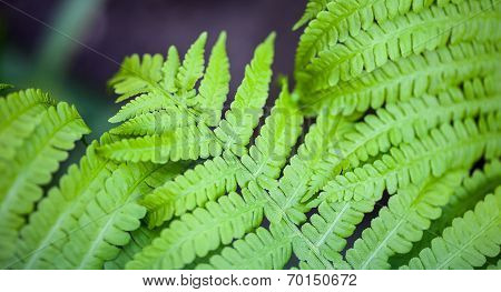 Green Fern Stems And Leaves