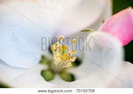Close Up Of The Pear Tree Flowers