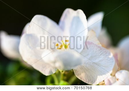 Close Up Of The Pear Tree Flowers