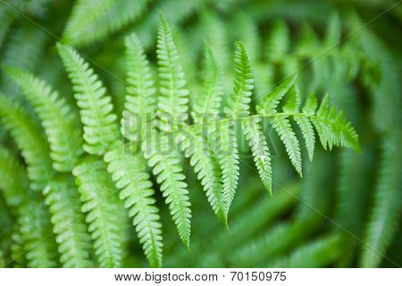Green Fern Stems And Leaves