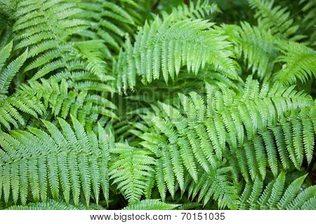 Green Fern Stems And Leaves
