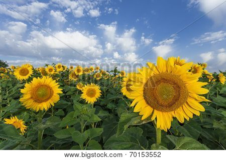 Sunflowers Field. The Summer Light.