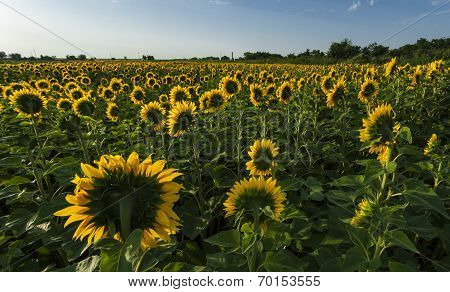 Sunflowers Looking For The Sun