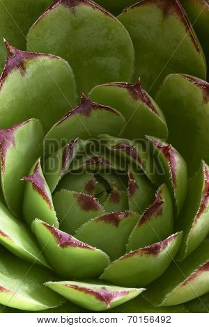 Houseleek