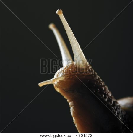 snail05