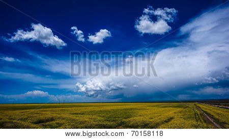 Rape flowers - million hectares of rape flowers beauty