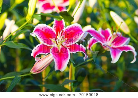 Lily flower close-up