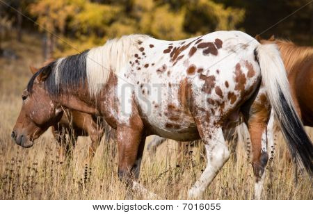 Caballo manchado y su rebaño