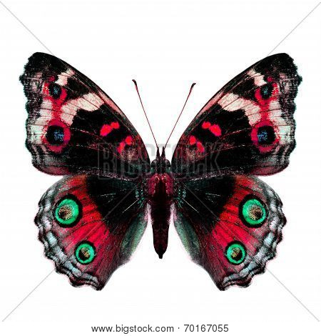 Red Fancy Butterfly (blue Pansy Butterfly) Isolated On White Background