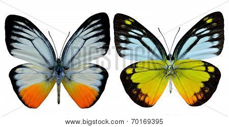 Set Of Orange Gull Butterfly Both Upper And Low Wing In Natural Color Profile Isolated On White Back