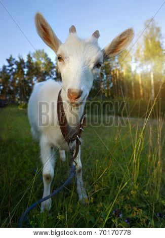  Young Goat chews a fresh green grass 