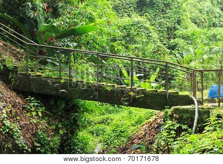 Old Lichen Bridge