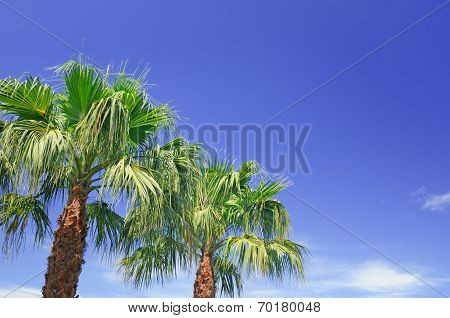 Palm On Background Of Blue Sky