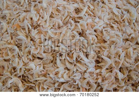 Dried Shrimp