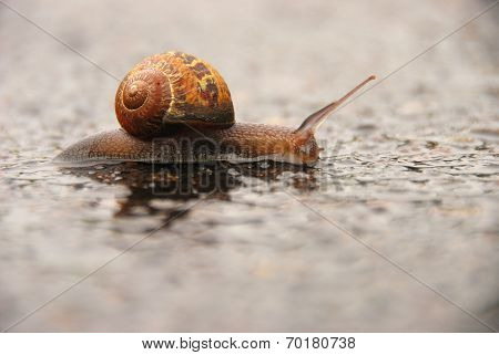 Wet Snail