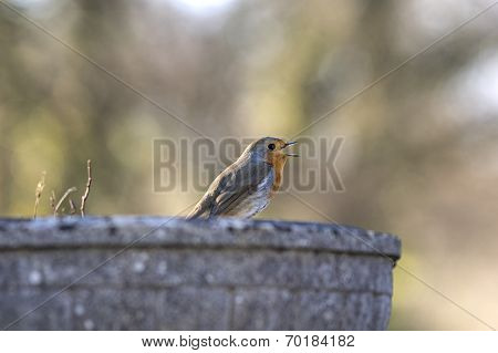 Singing robin
