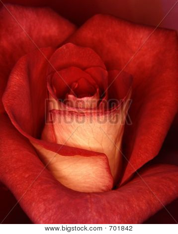 DeepRedRose
