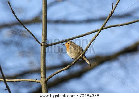 Robin on blue sky