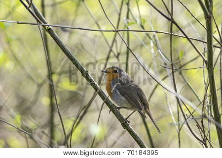 Robin in summer