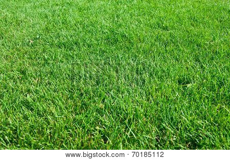 Green Grass Texture From A Field