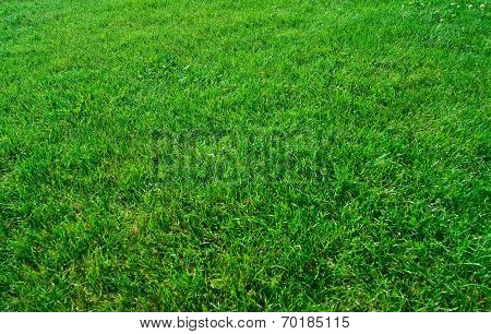 Green Grass Texture From A Field