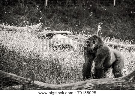 Black And White Photo Of A Gorilla