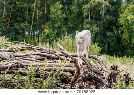 Beautiful Arctic Wolf Standing On A Tree