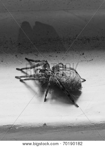 Spider