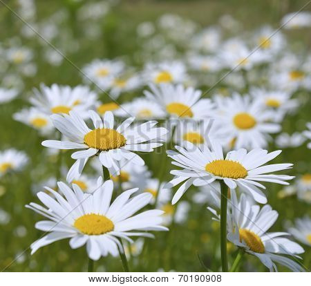 Oxeye daisy (Leucanthemum vulgare) flowers