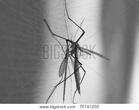 mosquito