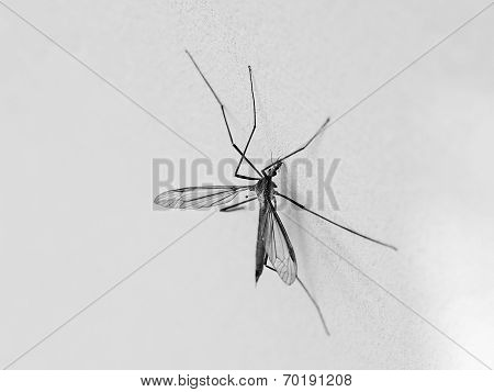 mosquito