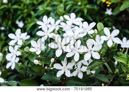 Wringhtia Antidysenterica, Apocynaceae