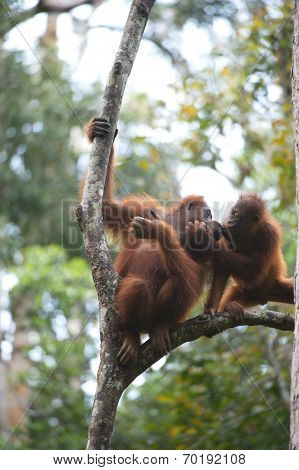 Orang Utan