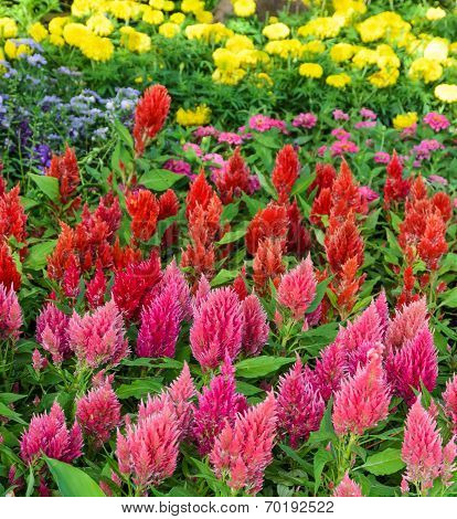 Flower Garden Of  Plumed Cockscomb Flower