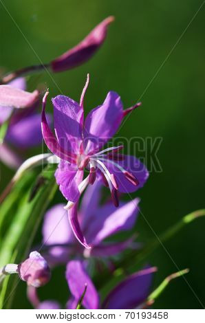 The Wild Medicinal Plant. Fireweed.  Fireweed (epilobium Angustifolium) Plant In Bloom