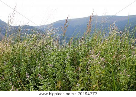 Carpathians. Landscare with mint flowers