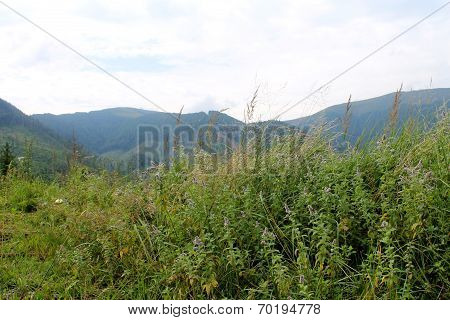Carpathians. Landscare with mint flowers